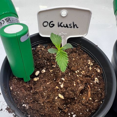 OG Kush growlog timeline photo