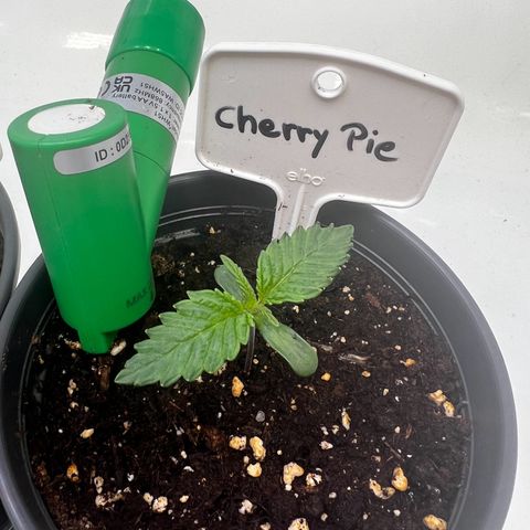 Cherry Pie growlog timeline photo