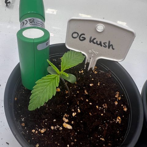 OG Kush growlog timeline photo