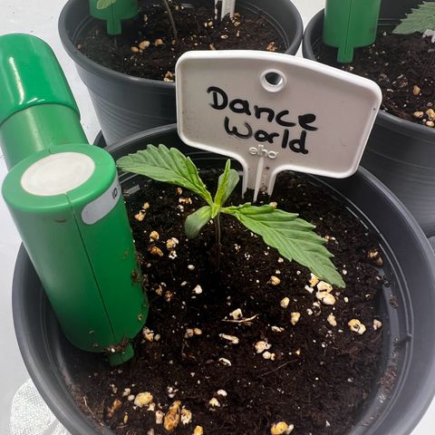 Dance World growlog timeline photo