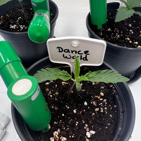 Dance World growlog timeline photo