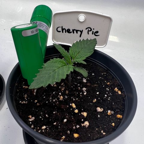 Cherry Pie growlog timeline photo