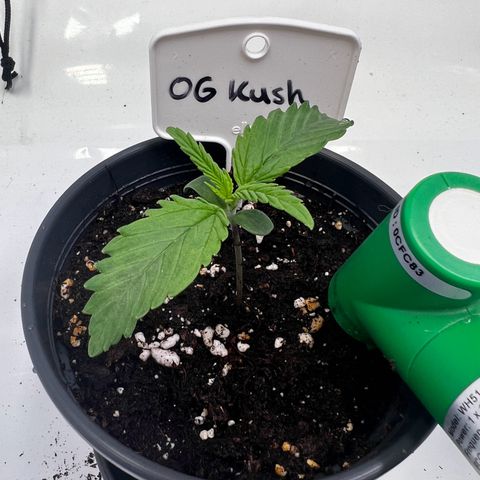 OG Kush growlog timeline photo