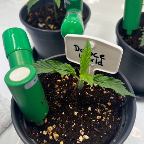 Dance World growlog timeline photo
