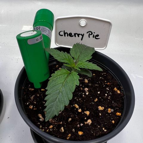 Cherry Pie growlog timeline photo
