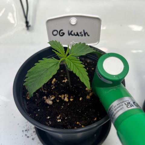 OG Kush growlog timeline photo