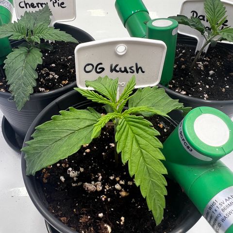 OG Kush growlog timeline photo