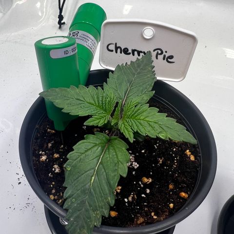 Cherry Pie growlog timeline photo
