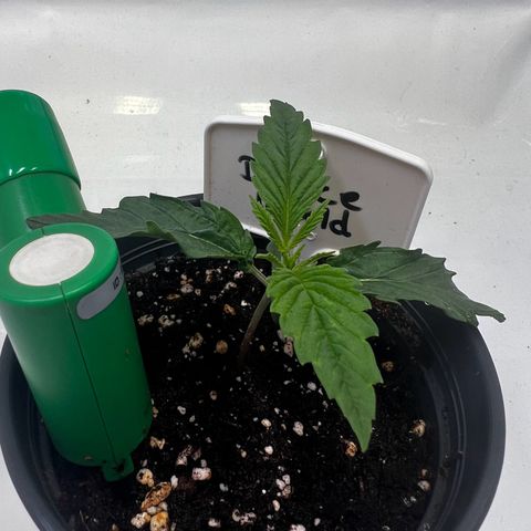Dance World growlog timeline photo
