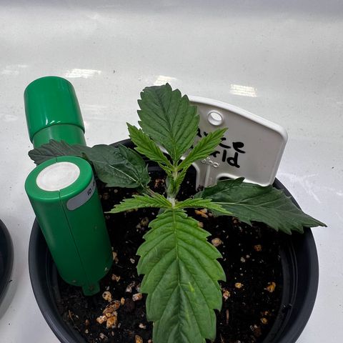 Dance World growlog timeline photo