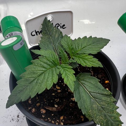 Cherry Pie growlog timeline photo