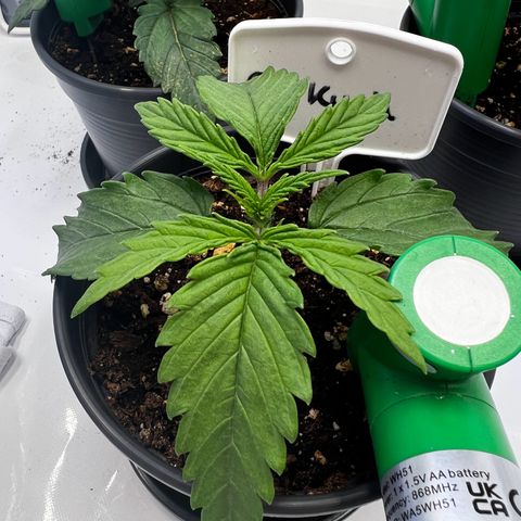 OG Kush growlog timeline photo