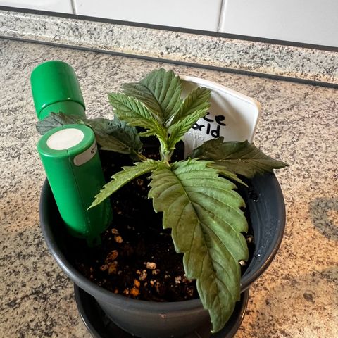Dance World growlog timeline photo