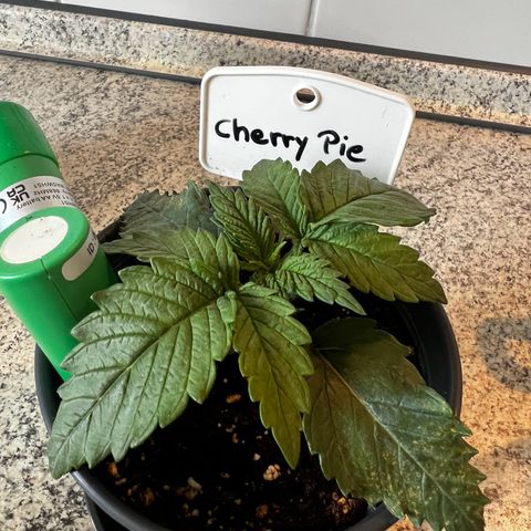 Cherry Pie growlog timeline photo
