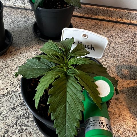 OG Kush growlog timeline photo