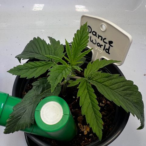 Dance World growlog timeline photo