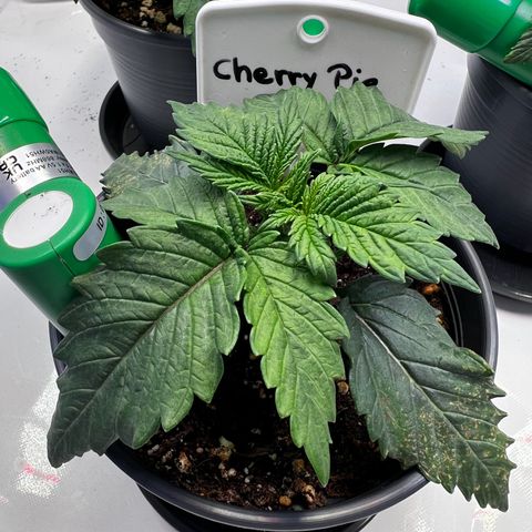 Cherry Pie growlog timeline photo