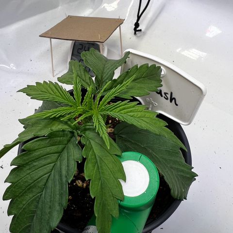 OG Kush growlog timeline photo