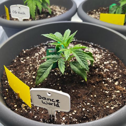 Dance World growlog timeline photo