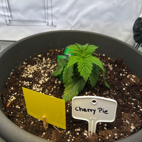 Cherry Pie growlog timeline photo