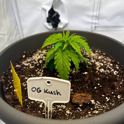 OG Kush growlog timeline photo