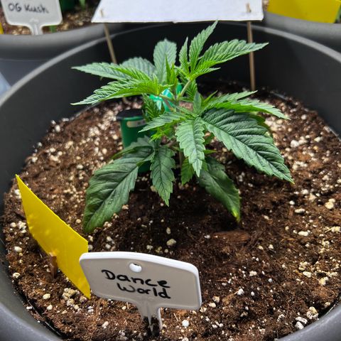 Dance World growlog timeline photo