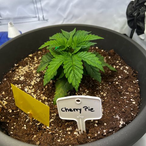 Cherry Pie growlog timeline photo