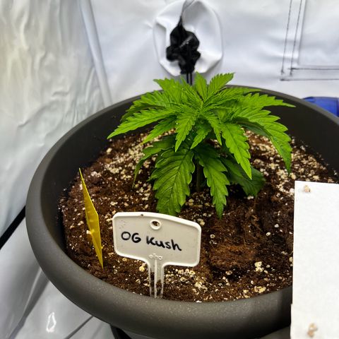 OG Kush growlog timeline photo
