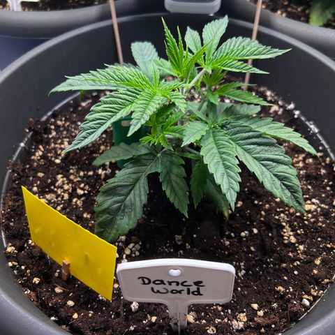 Dance World growlog timeline photo