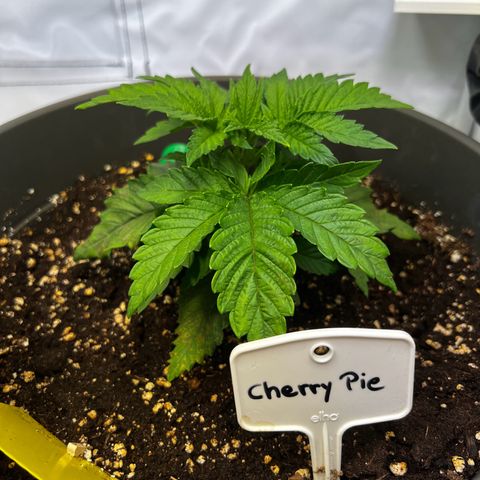 Cherry Pie growlog timeline photo