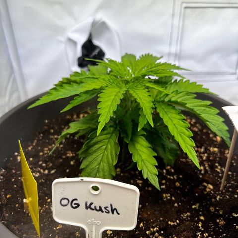 OG Kush growlog timeline photo