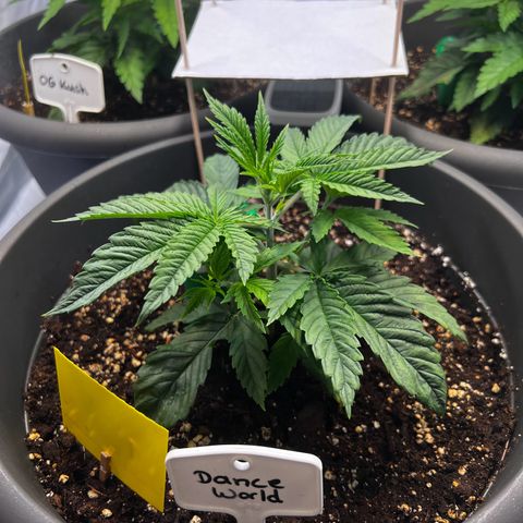 Dance World growlog timeline photo