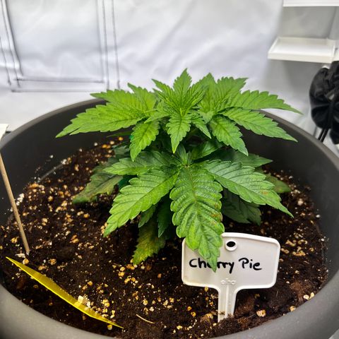Cherry Pie growlog timeline photo