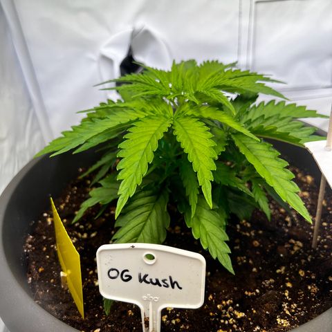 OG Kush growlog timeline photo