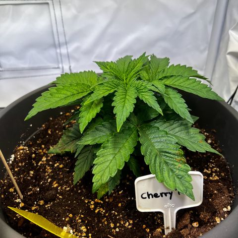 Cherry Pie growlog timeline photo