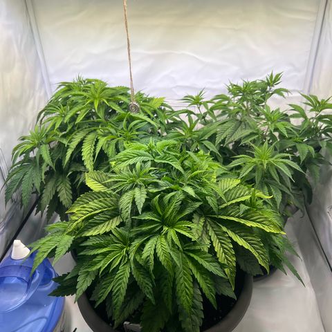 Cherry Pie growlog timeline photo