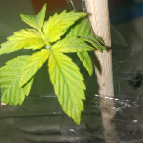 OG COOKIES - 01121 growlog photo: Aspirin and Epsom Salt water spray. 