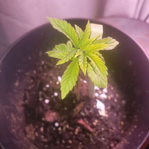 OG COOKIES - 01121 growlog timeline photo