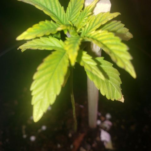 OG COOKIES - 01121 growlog timeline photo