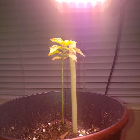 OG COOKIES - 01121 growlog timeline photo