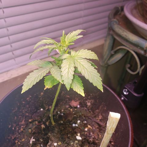 OG COOKIES - 01121 growlog timeline photo