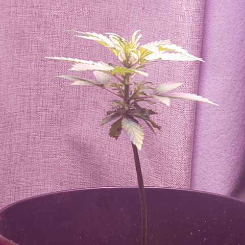OG COOKIES - 01121 growlog timeline photo
