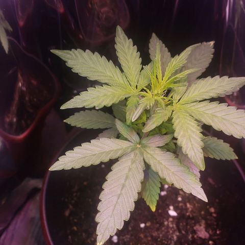 OG COOKIES - 01121 growlog timeline photo