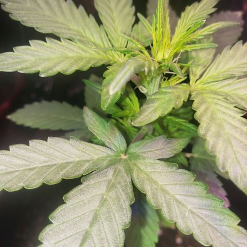 OG COOKIES - 01121 growlog timeline photo