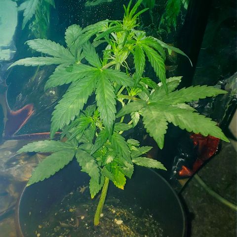 OG COOKIES - 01121 growlog timeline photo