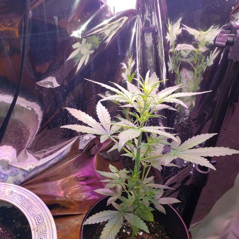 OG COOKIES - 01121 growlog photo: 12 inches tall. Switching to 12 hour cycle. 