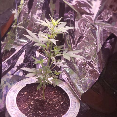 OG COOKIES - 01121 growlog photo: Transferred to 2 Gallon Pot and started first day of Flower cycling of 12 hour total dark /to 12 hour intensive light.