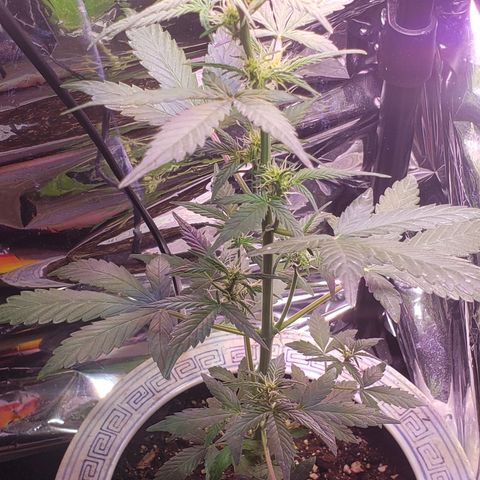 OG COOKIES - 01121 growlog photo: 16 inches tall with defined bud formation. Branches strengthened using direct force of wind from noncirculating fan.