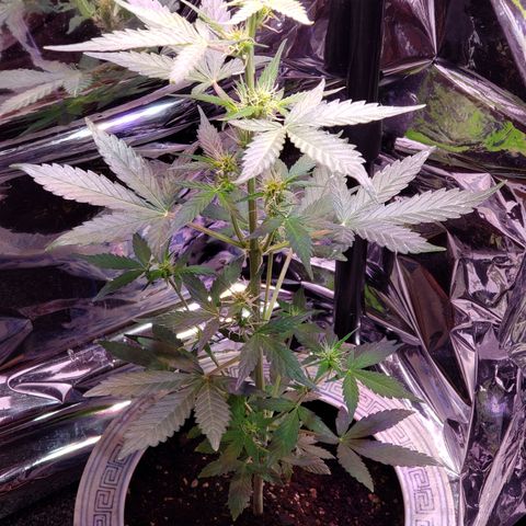 OG COOKIES - 01121 growlog photo: 18 inches under dehumidifier fan and eating from dehumidifier water. Lots of buds