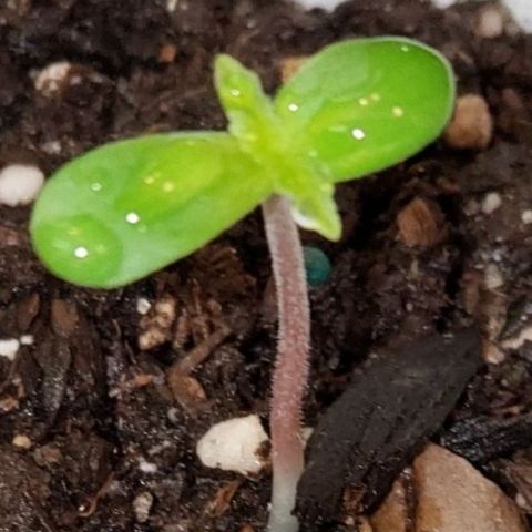 OG COOKIES - 022321 growlog photo: Using Rain and dehumidified (PH balanced)  water and direct Sun, exclusively, to see if there's any difference in plant growth using tap water and LED lighting.  First noticed there's a faster sprout, more stable growth, much stronger stalk, more vibrant with rich green and vibrant red. I have a feeling I won't be needing branch support for this one. 